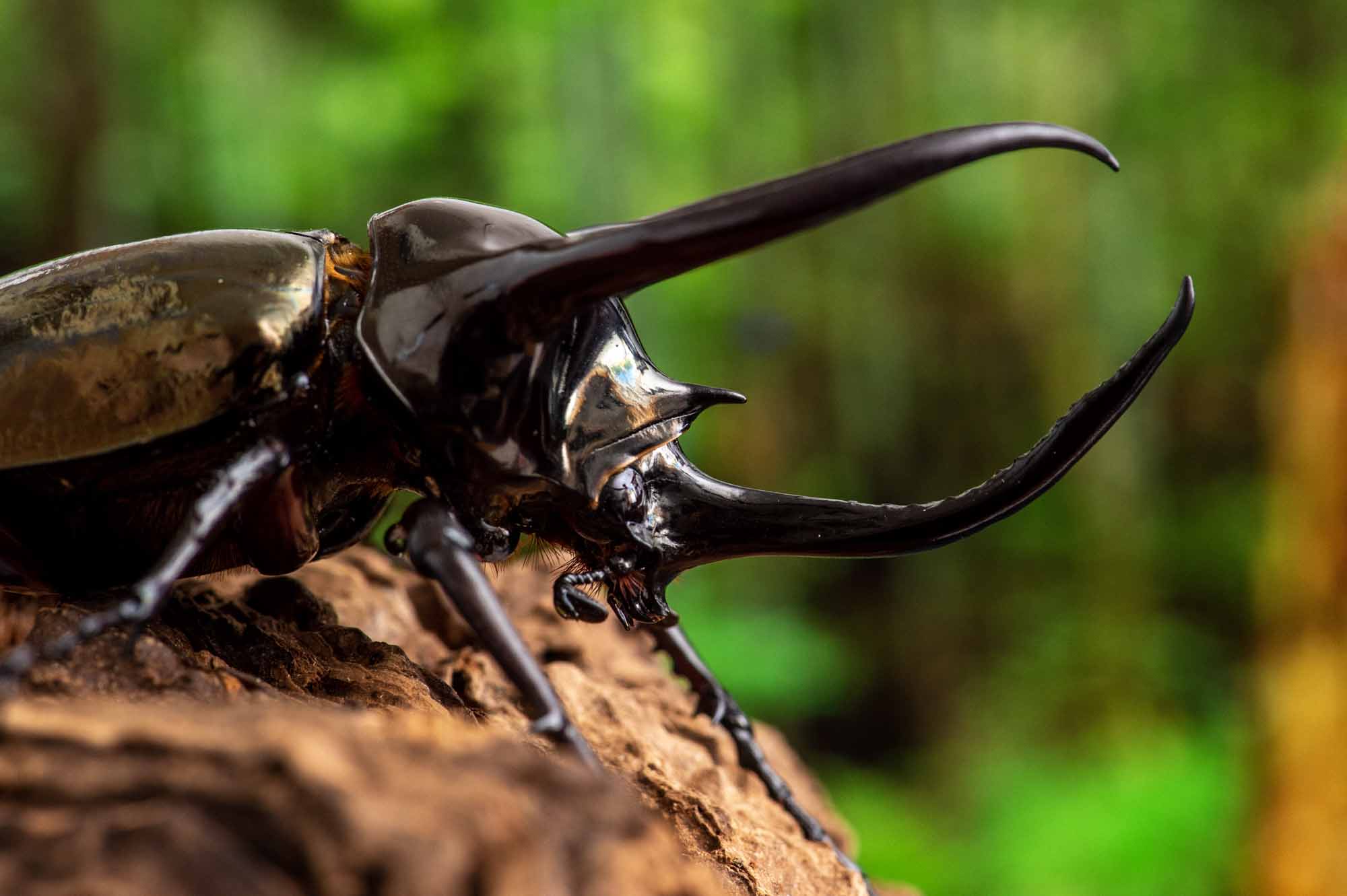 アトラスオオカブト 虫の写真と生態なら昆虫写真図鑑 ムシミル