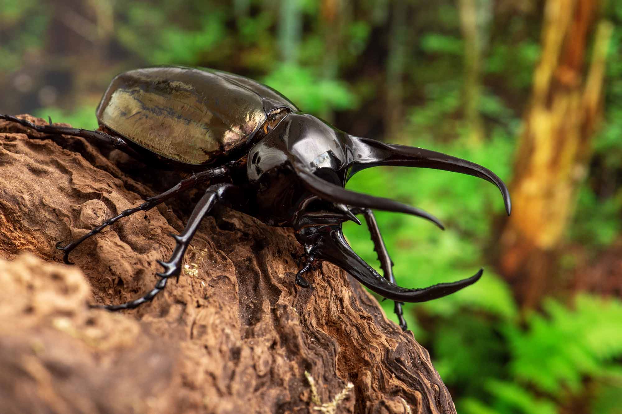 アトラスオオカブト | 虫の写真と生態なら昆虫写真図鑑「ムシミル」