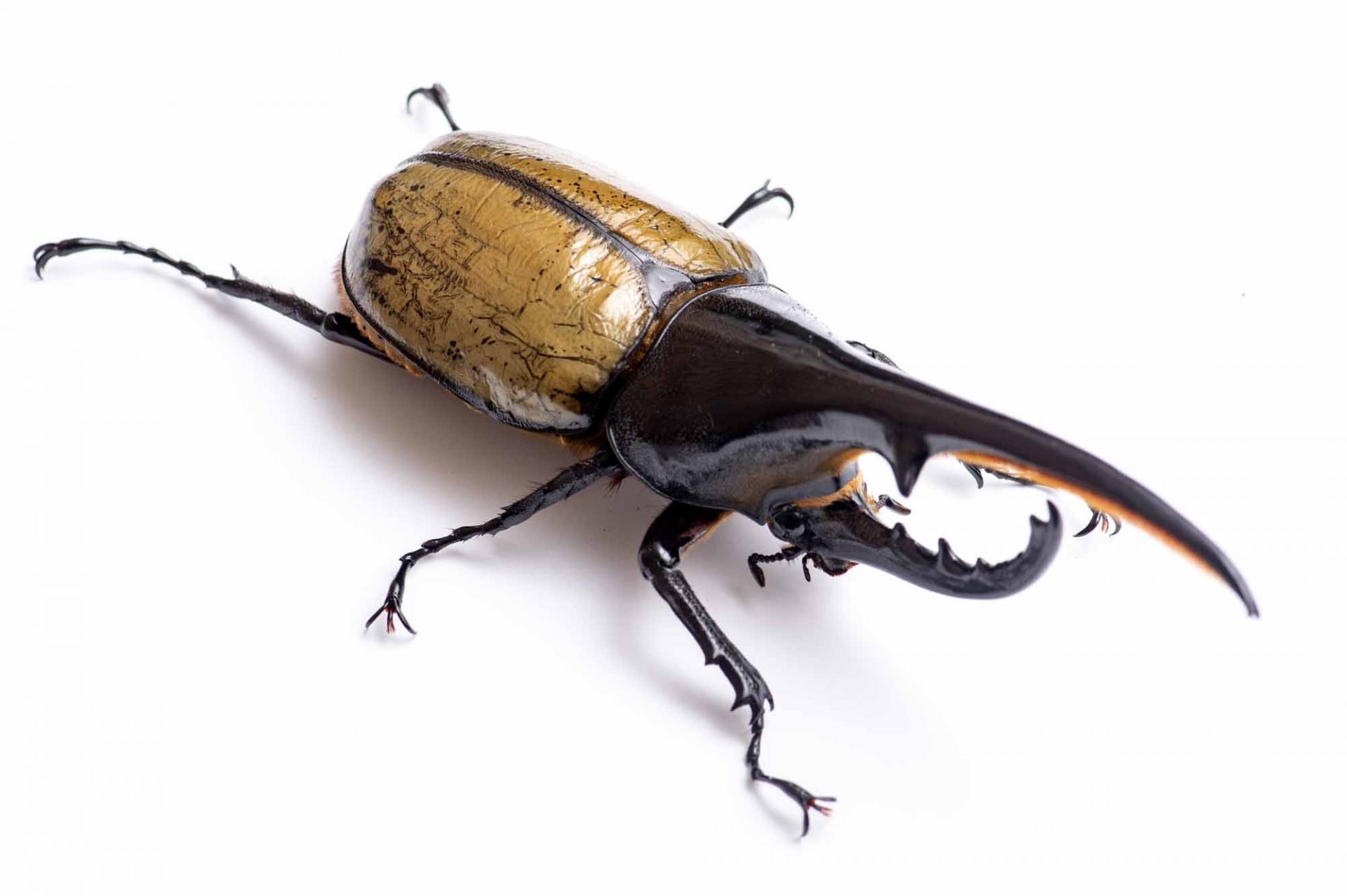 ヘラクレスオオカブトの特徴や羽の色が変わる不思議まで 虫の写真と生態なら昆虫写真図鑑「ムシミル」 ヘラクレスオオカブトの特徴や羽の色が変わる不思議まで 虫の写真と生態なら昆虫写真図鑑「ムシミル」