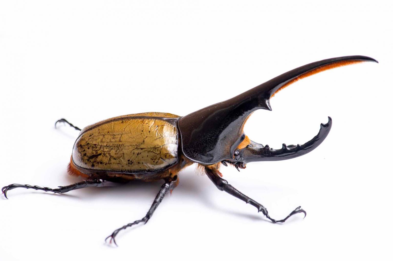 ヘラクレスオオカブトの特徴や羽の色が変わる不思議まで 虫の写真と生態なら昆虫写真図鑑「ムシミル」 ヘラクレスオオカブトの特徴や羽の色が変わる不思議まで 虫の写真と生態なら昆虫写真図鑑「ムシミル」