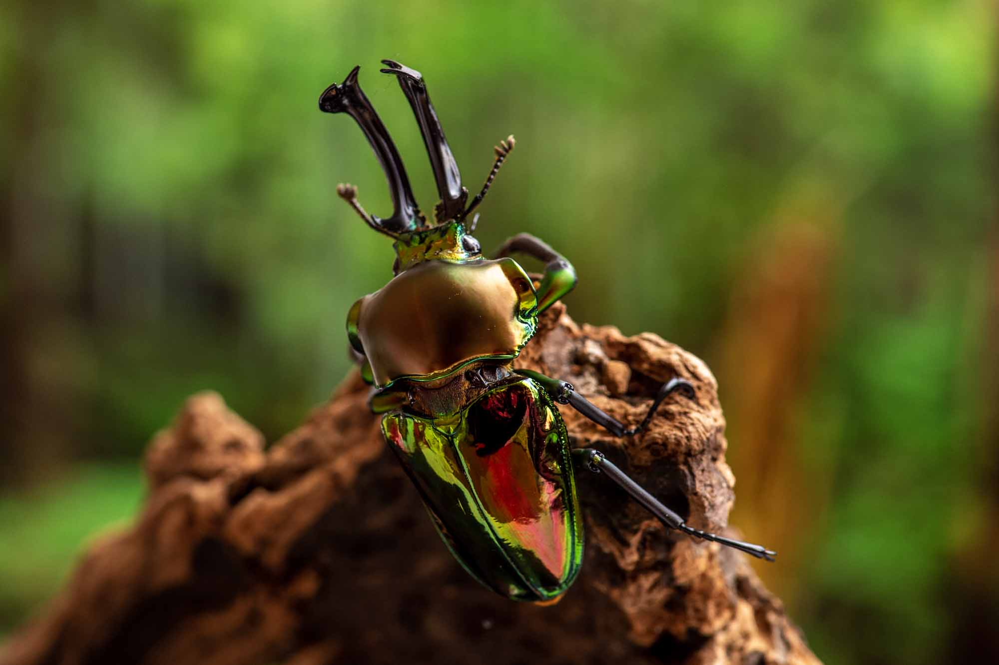 ニジイロクワガタ 虫の写真と生態なら昆虫写真図鑑 ムシミル