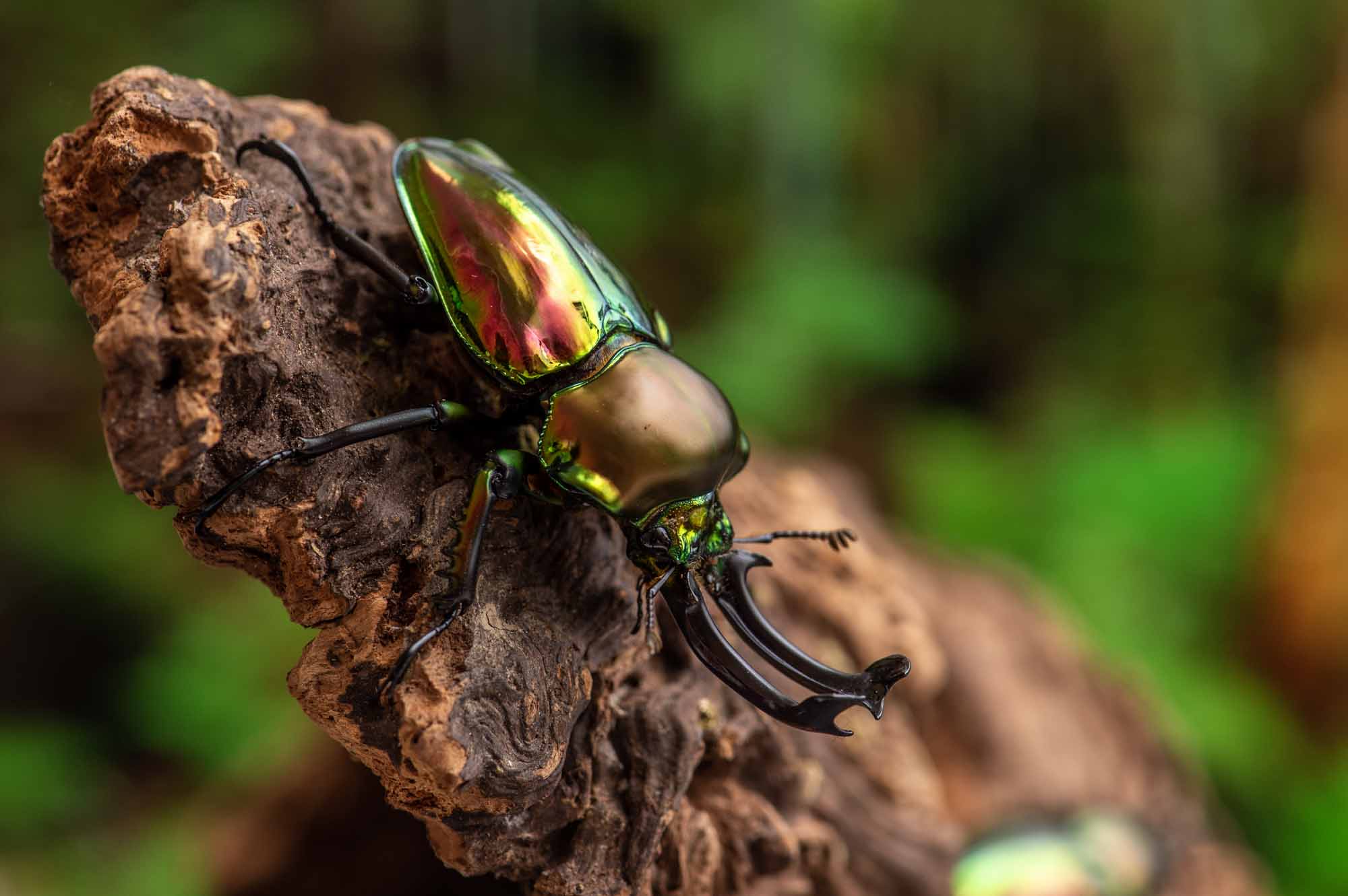 ニジイロクワガタ 虫の写真と生態なら昆虫写真図鑑 ムシミル