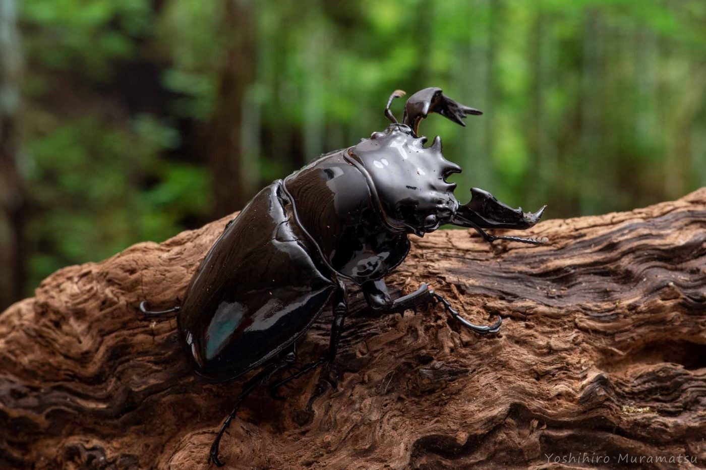 タランドゥスオオツヤクワガタ（タランドスオオツヤクワガタ） | 虫の写真と生態なら昆虫写真図鑑「ムシミル」