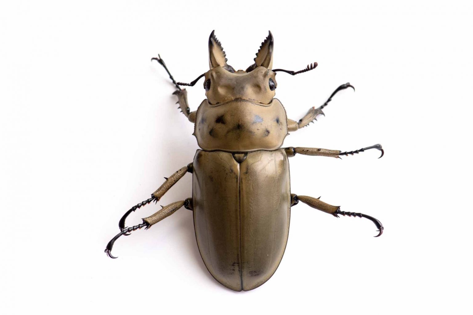 昆虫)オウゴンオニクワガタ 西ジャワ ハリムン産 成虫 WC 昆虫)オウゴンオニクワガタ 西ジャワ ハリムン産 成虫 WC