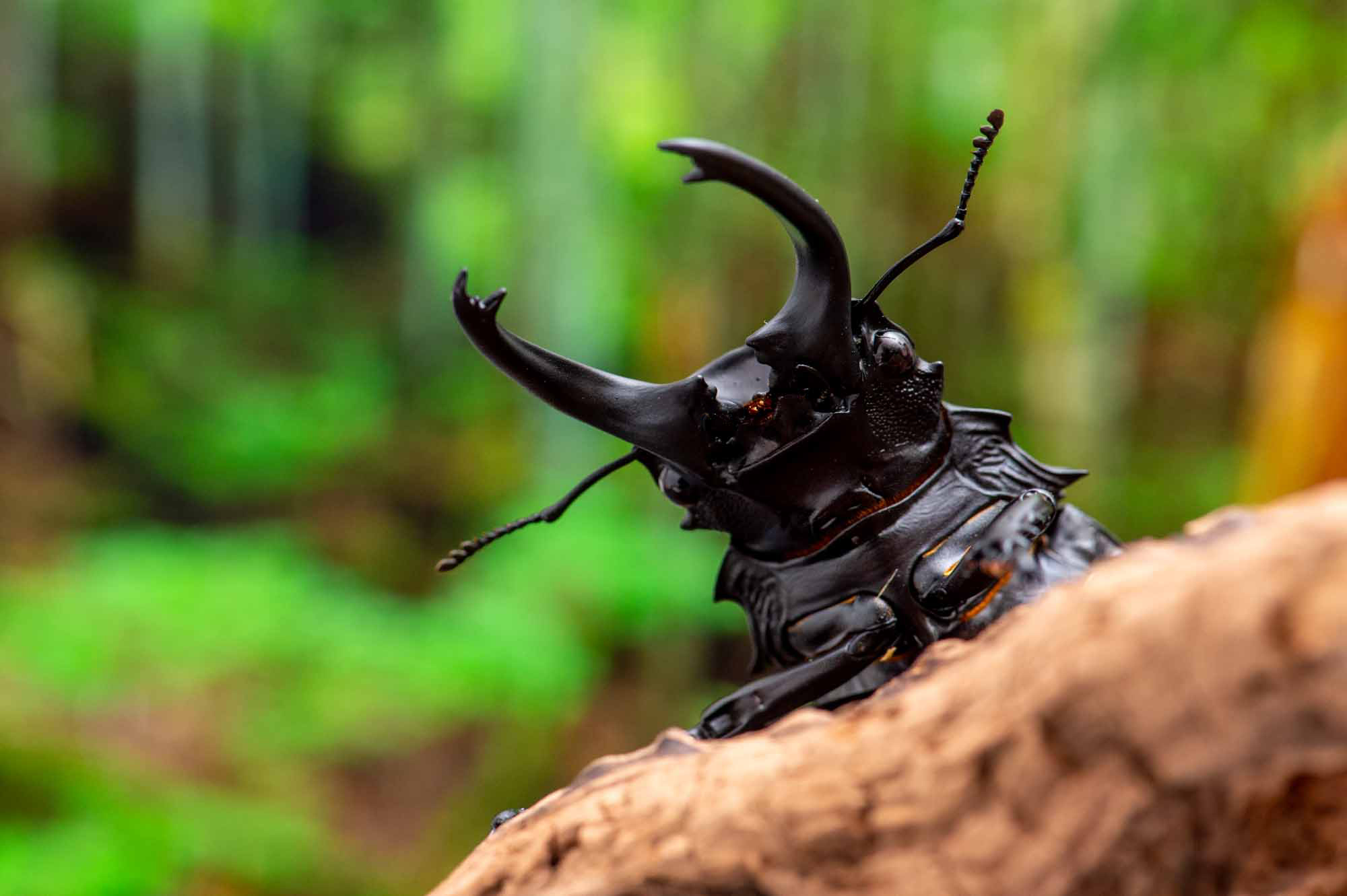 ダールマンツヤクワガタ 虫の写真と生態なら昆虫写真図鑑「ムシミル」