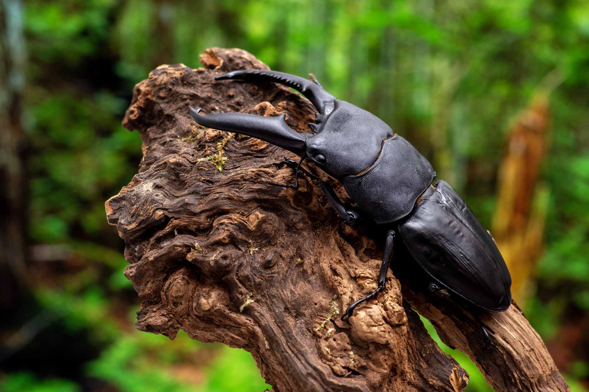パラワンオオヒラタクワガタ | 虫の写真と生態なら昆虫写真図鑑 