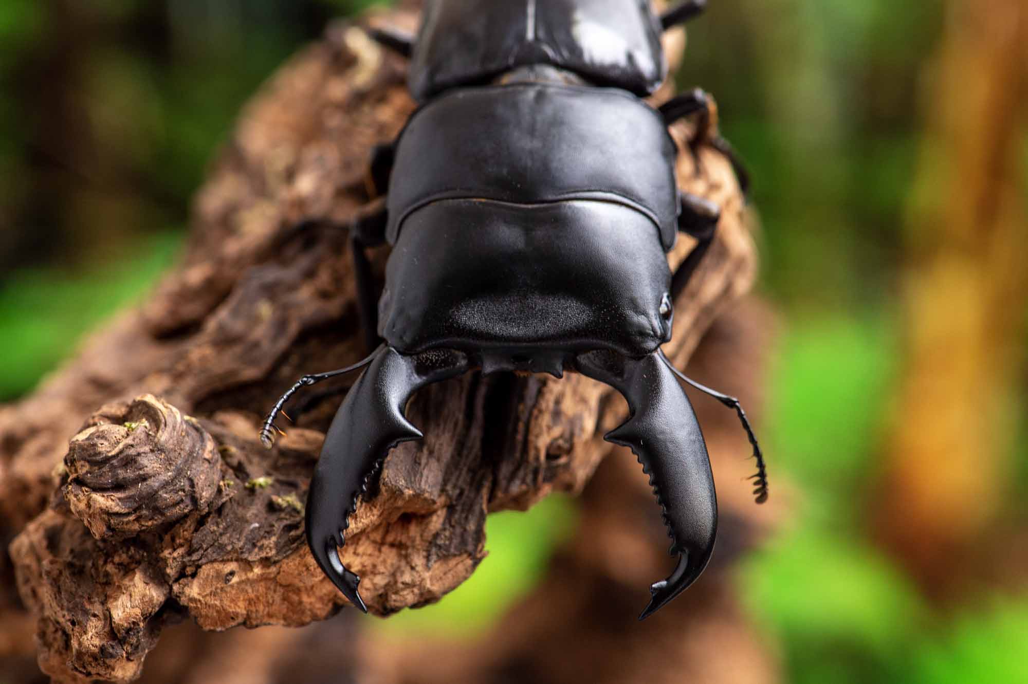 スマトラオオヒラタクワガタ 虫の写真と生態なら昆虫写真図鑑 ムシミル