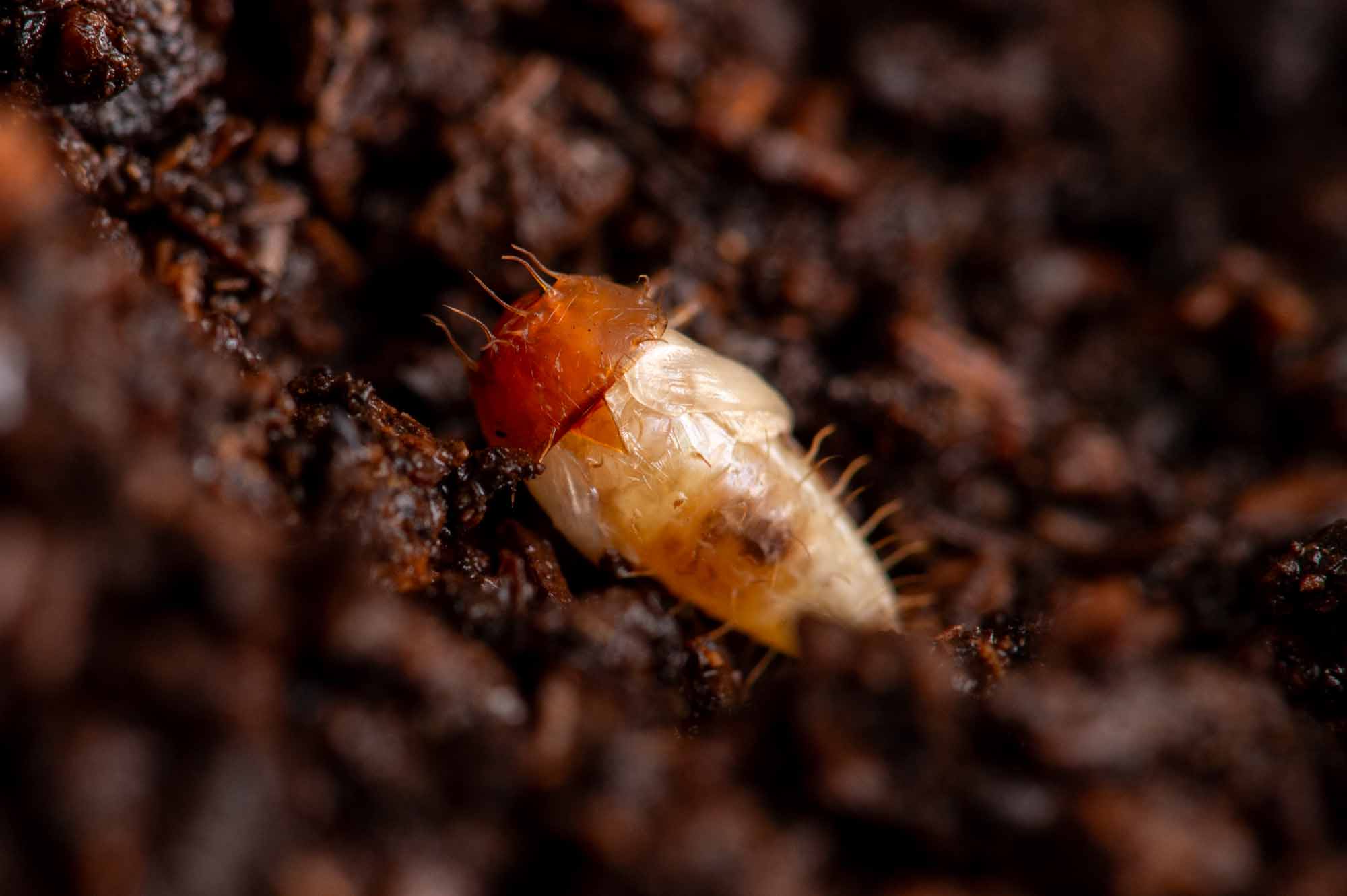 ヒメガムシの写真