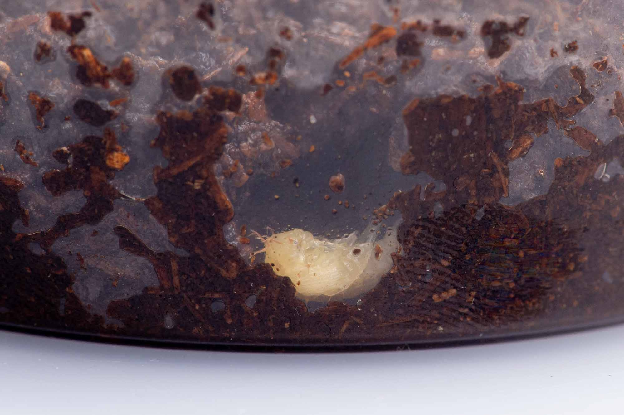 ヒメガムシの写真