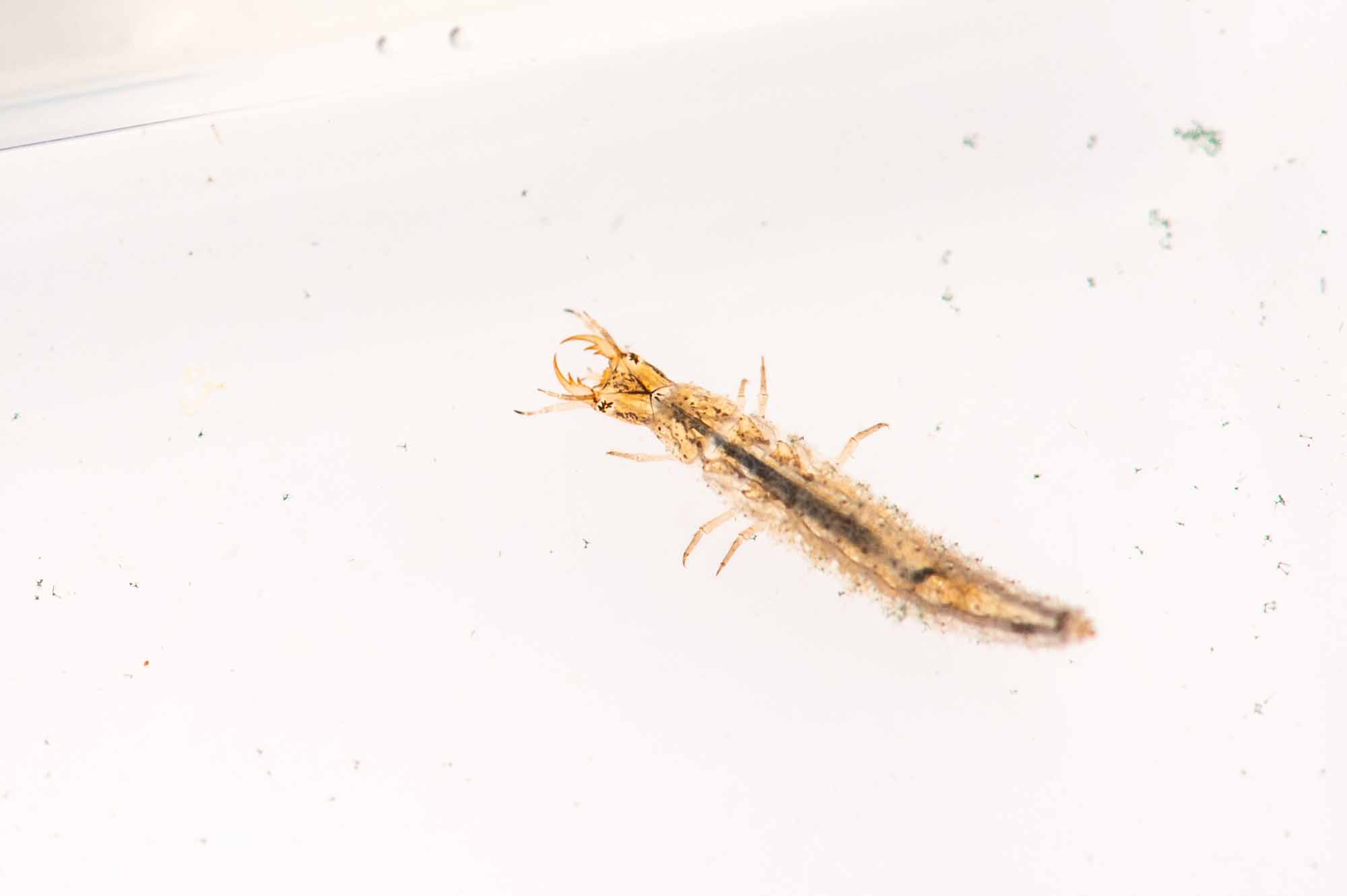 ヒメガムシの写真