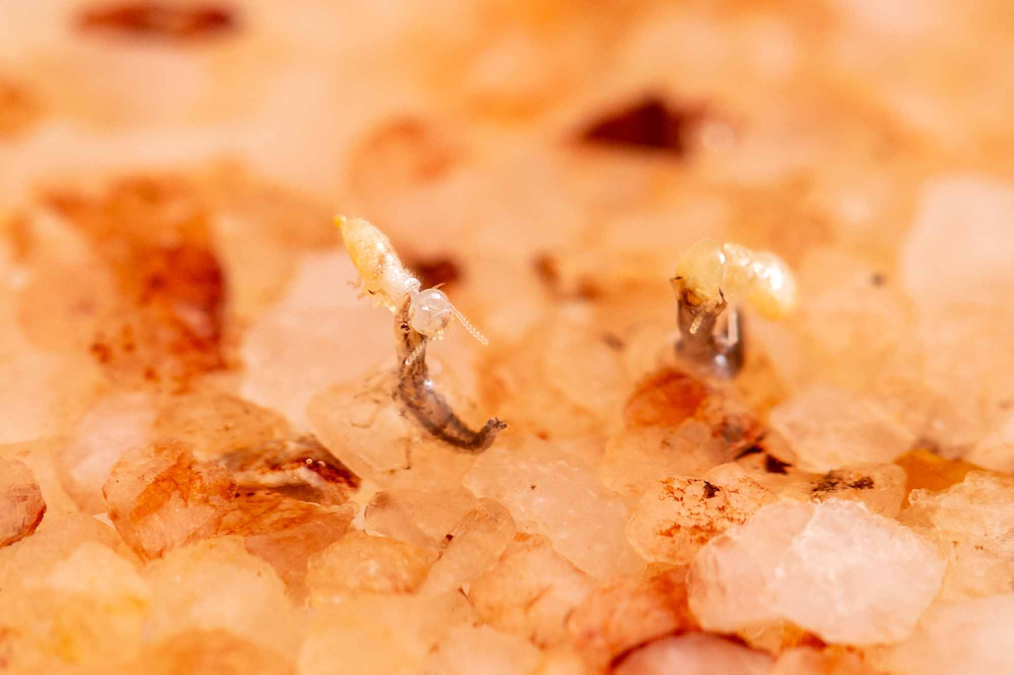 ヒメガムシの写真