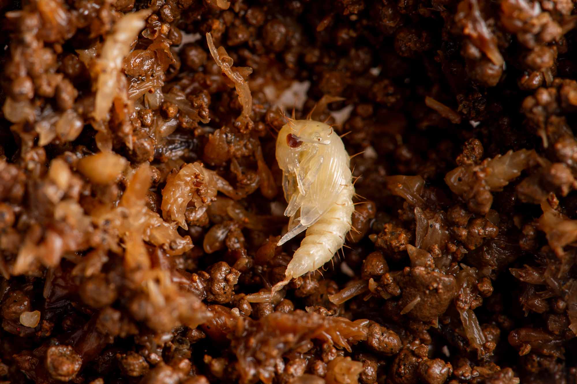 ヒメガムシの写真