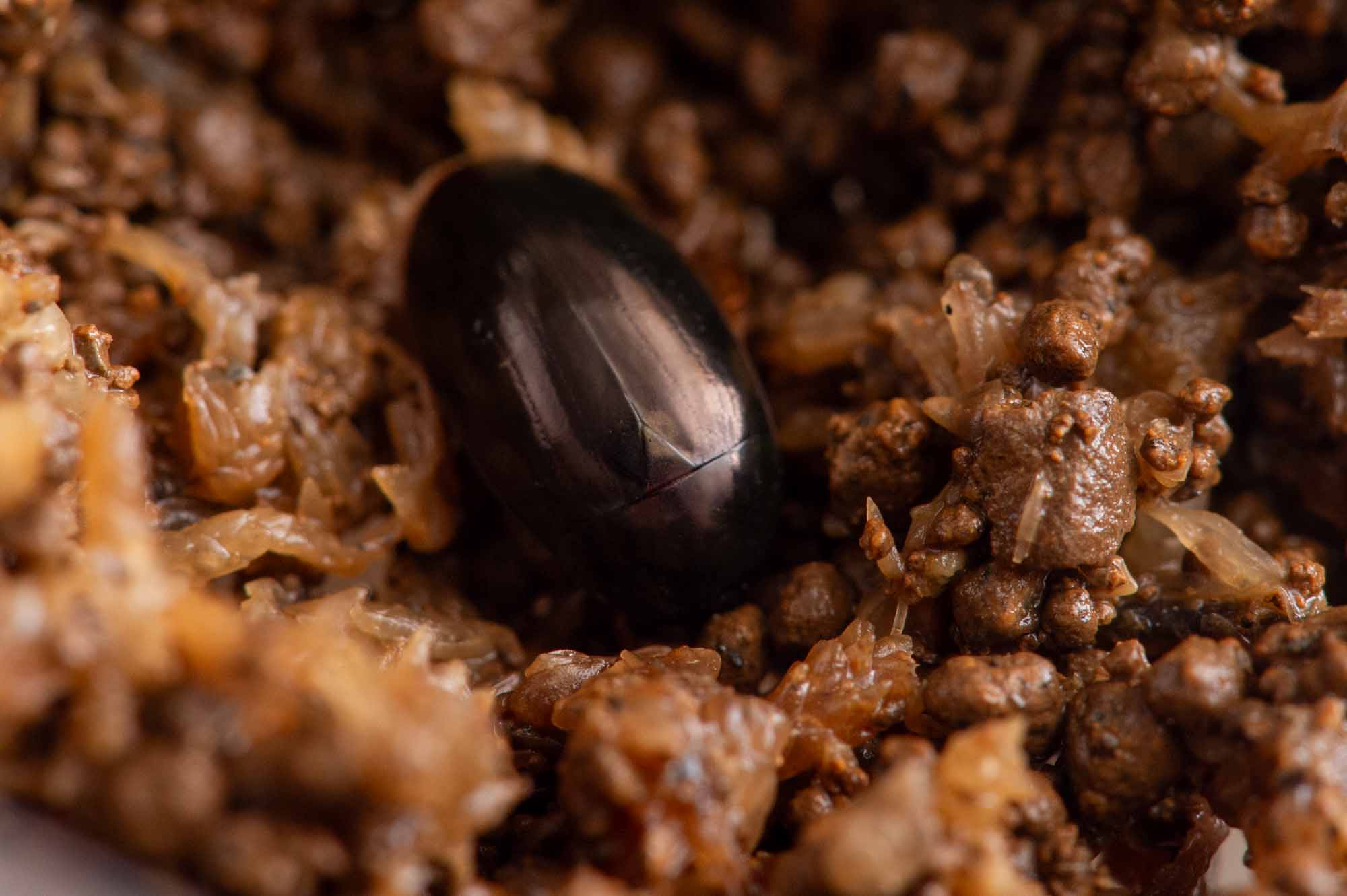 ヒメガムシの写真