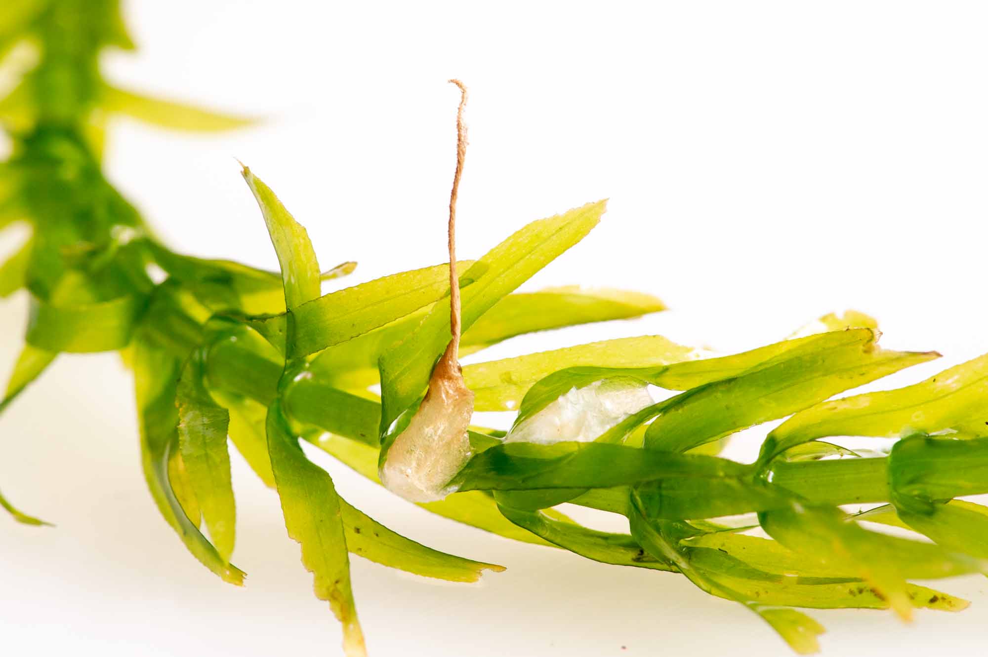 ヒメガムシの写真