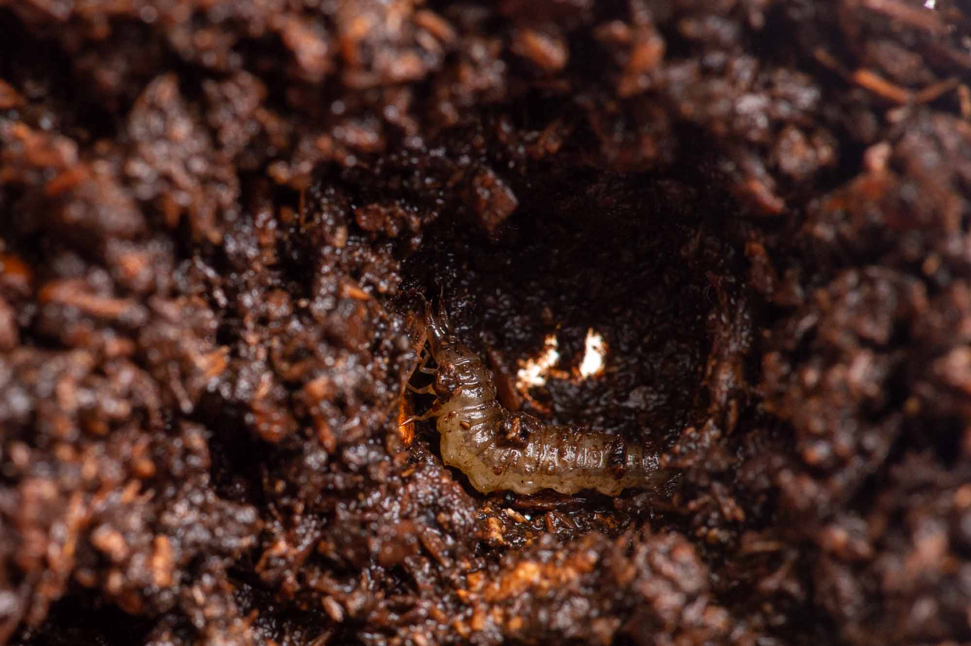 ヒメガムシの写真