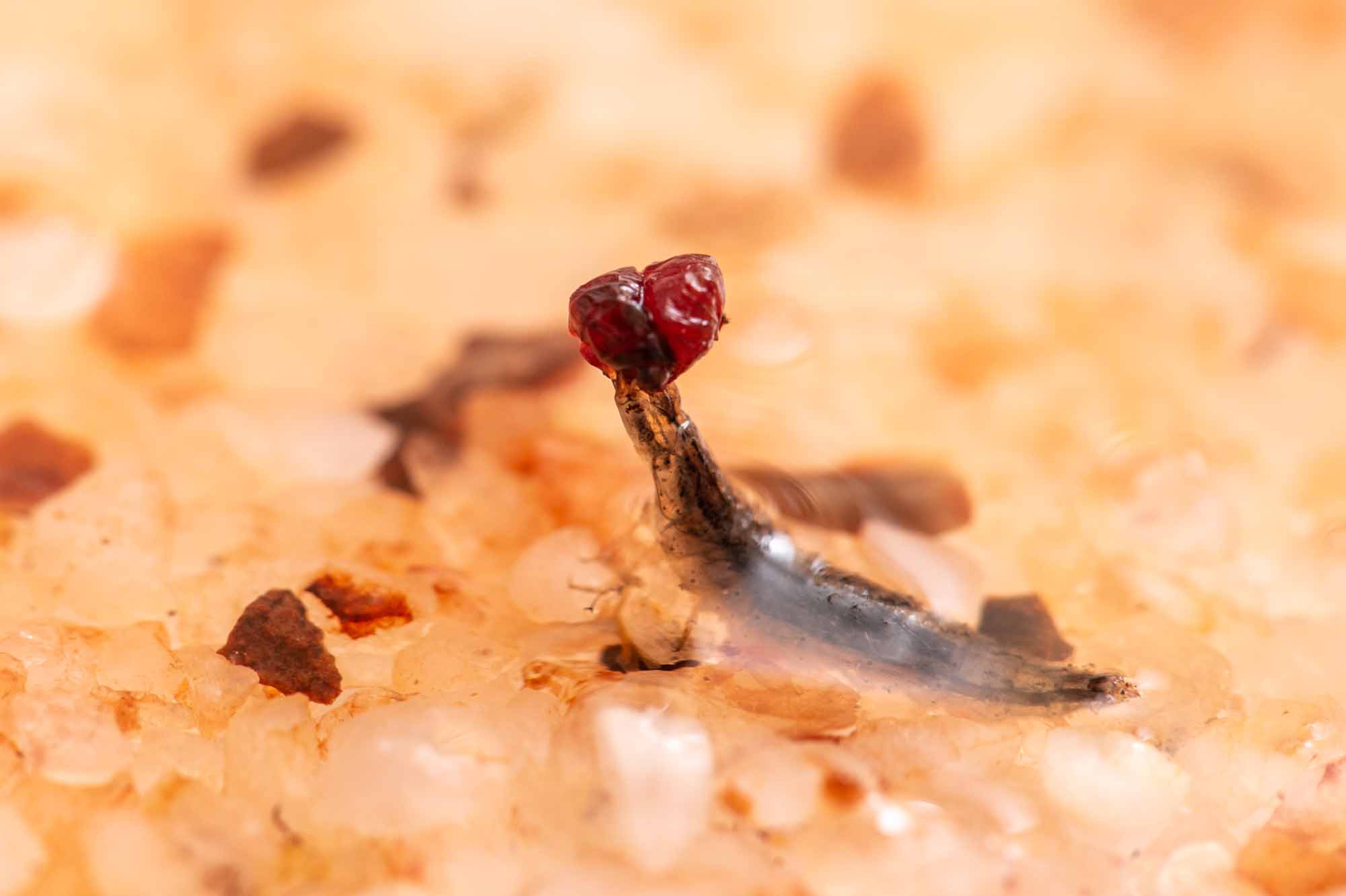 ヒメガムシの写真