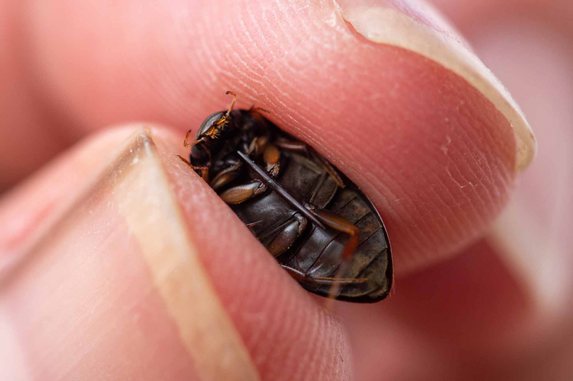 ヒメガムシ | 虫の写真と生態なら昆虫写真図鑑「ムシミル」