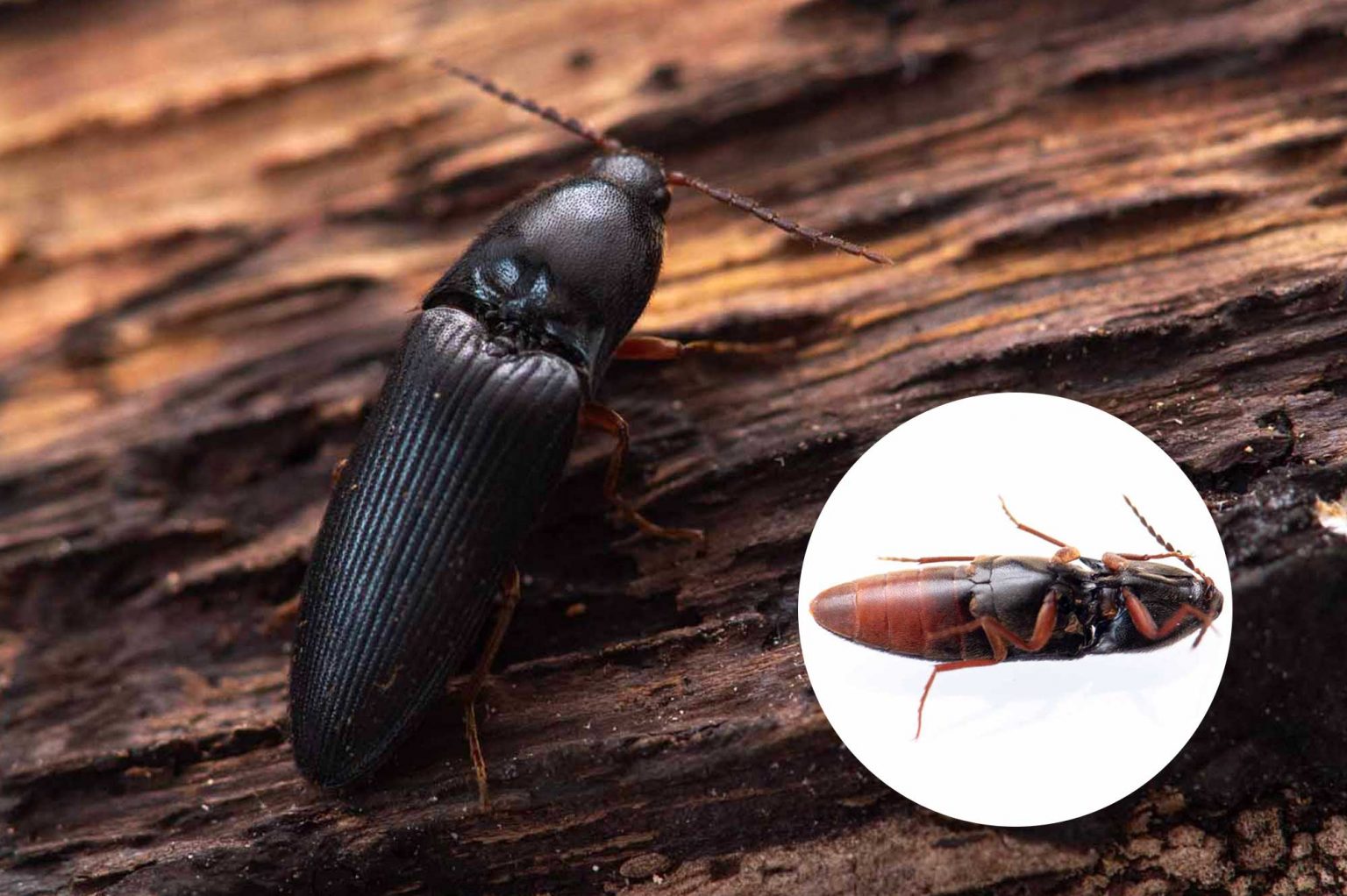 コメツキムシ特集(米搗虫の図鑑)幼虫も紹介! 昆虫写真図鑑 ムシミル コメツキムシ特集(米搗虫の図鑑)幼虫も紹介! 昆虫写真図鑑 ムシミル