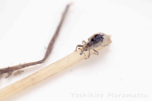 ゾウムシ科まとめ 象虫図鑑 | 昆虫写真図鑑 ムシミル
