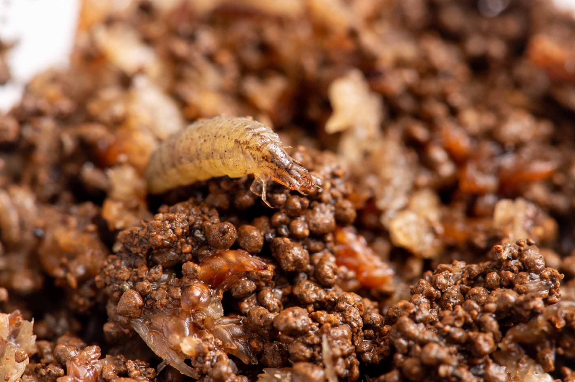 ヒメガムシの写真