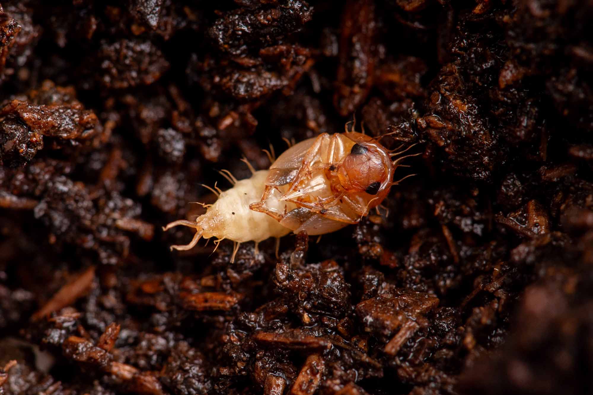 ヒメガムシの写真