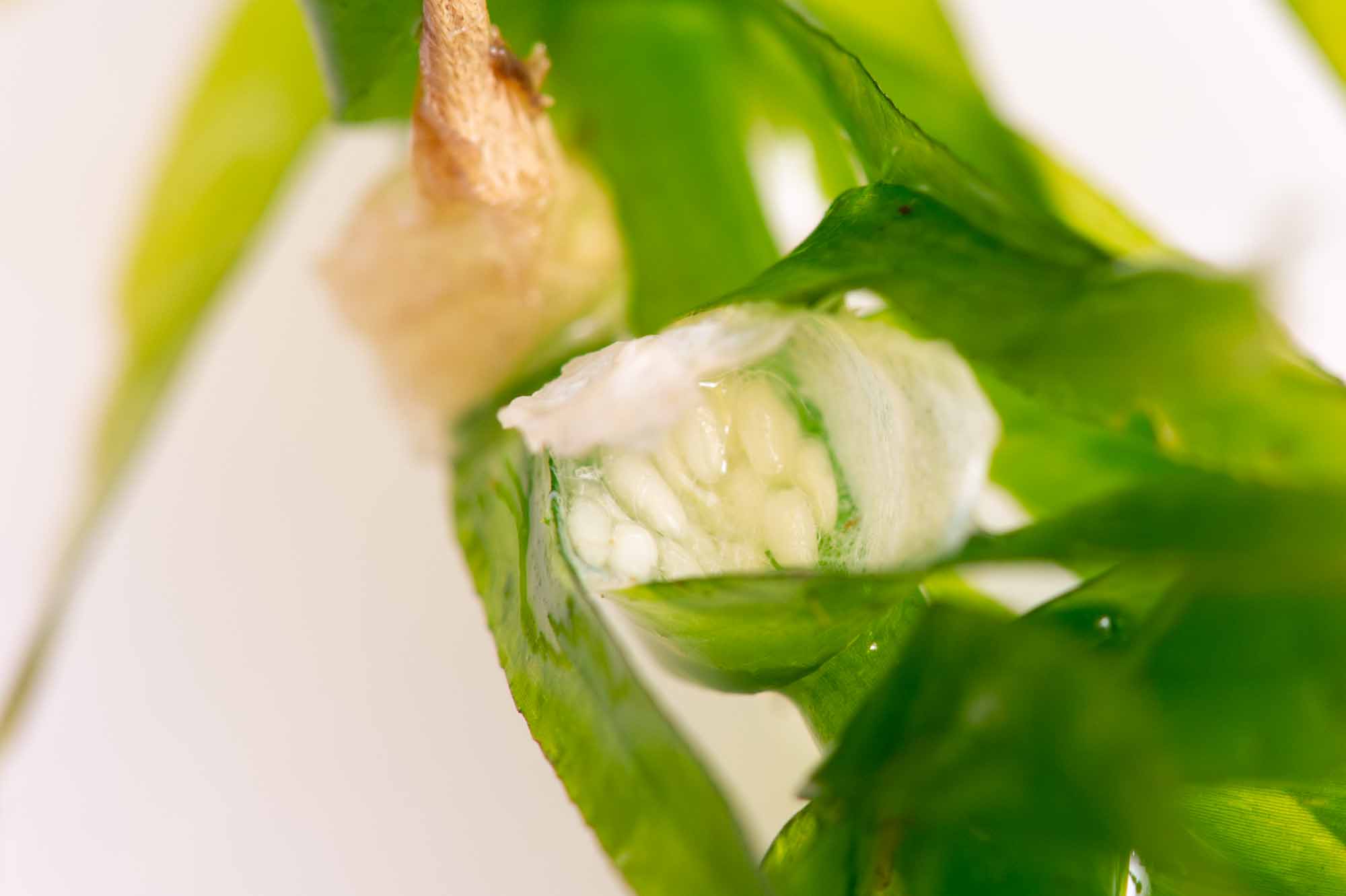 ヒメガムシの写真