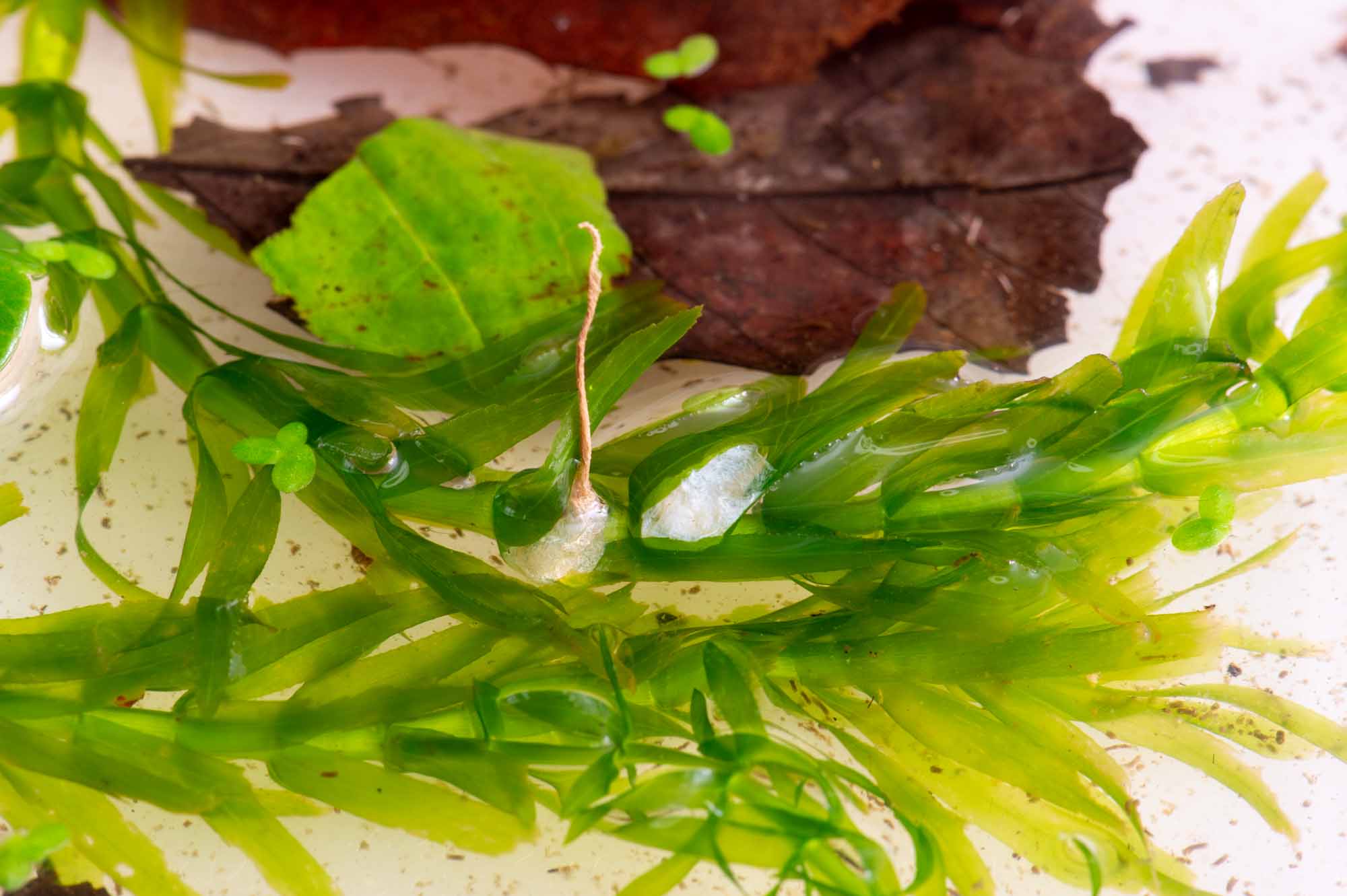 ヒメガムシの写真