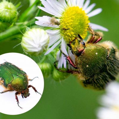 雪虫と呼ばれるふわふわの昆虫 エノキワタアブラムシを写真で紹介 虫の写真と生態なら昆虫写真図鑑 ムシミル
