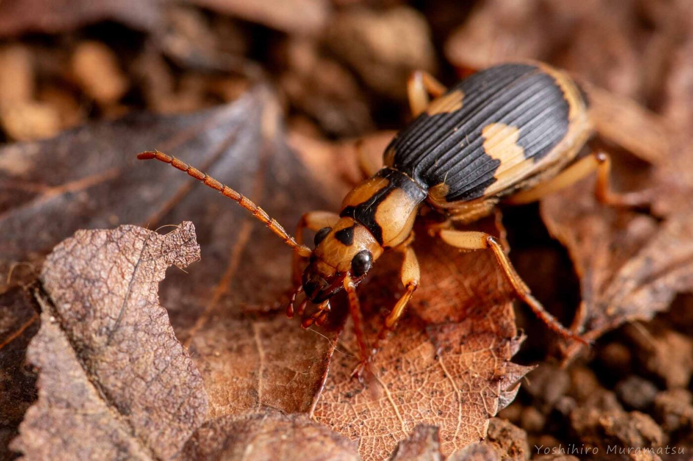 ミイデラゴミムシの写真