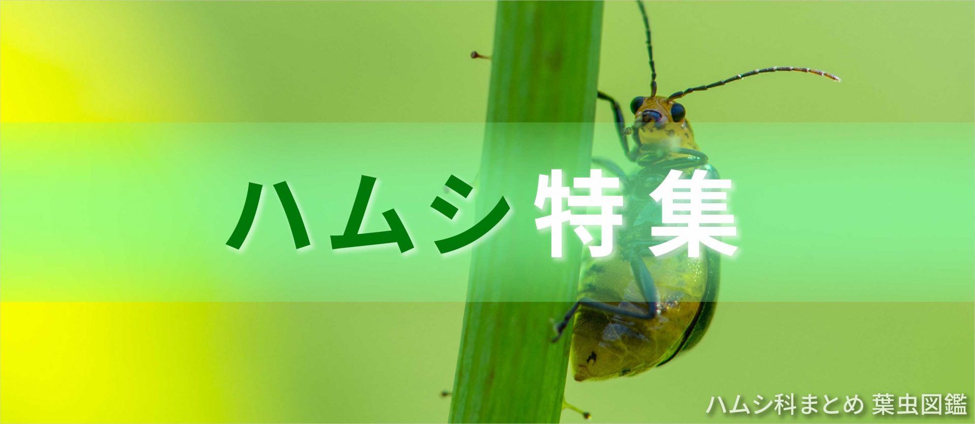 ハムシ科まとめ 葉虫図鑑 | 昆虫写真図鑑 ムシミル