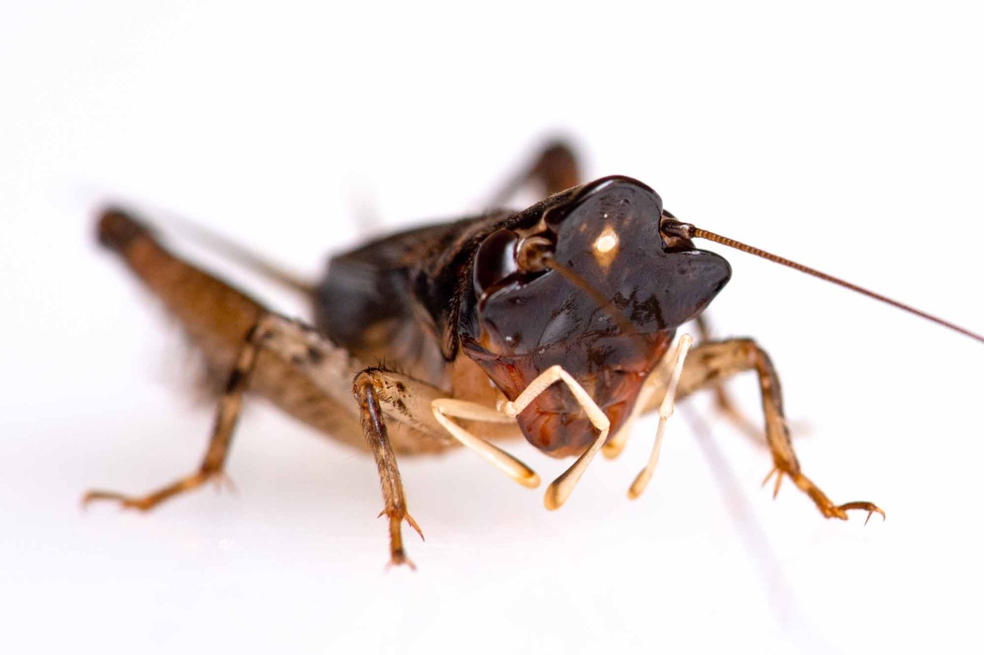 ミツカドコオロギ | 虫の写真と生態なら昆虫写真図鑑「ムシミル」