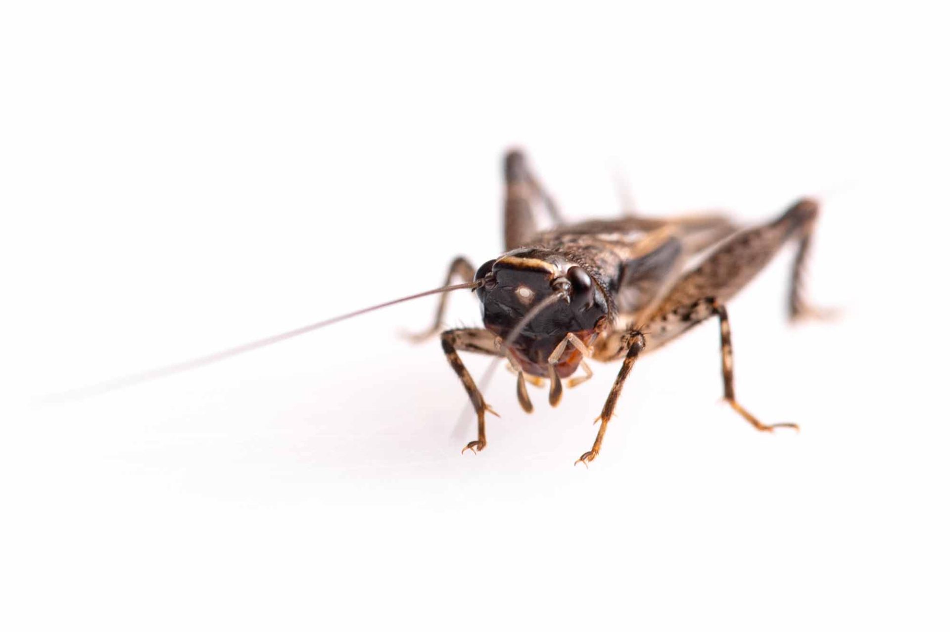 モリオカメコオロギの特徴や見分け方まで | 虫の写真と生態なら昆虫写真図鑑「ムシミル」
