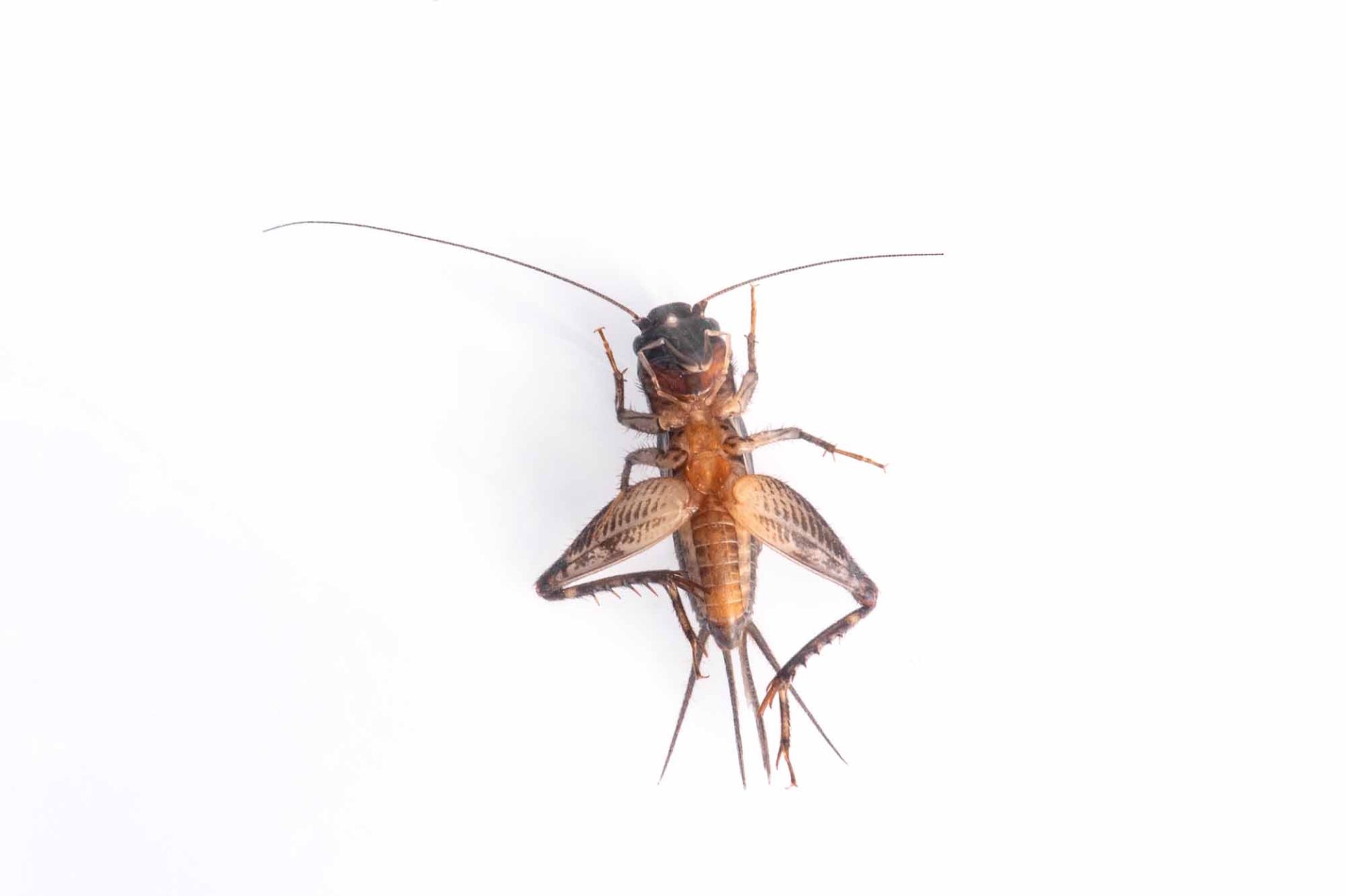 モリオカメコオロギの特徴や見分け方まで | 虫の写真と生態なら昆虫写真図鑑「ムシミル」