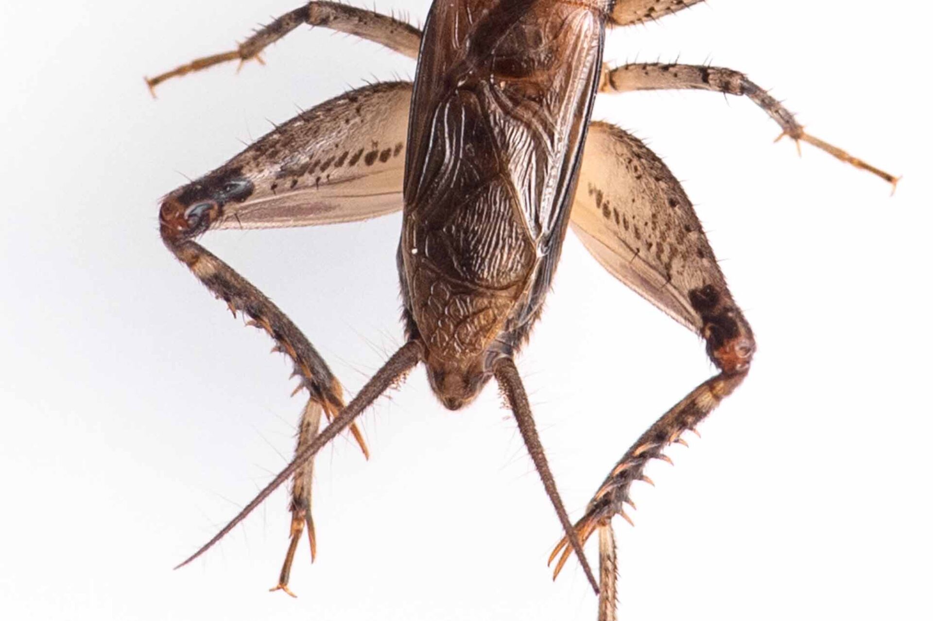 モリオカメコオロギの特徴や見分け方まで | 虫の写真と生態なら昆虫写真図鑑「ムシミル」