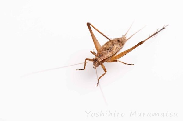 マツムシの食べ物や鳴く様子まで | 虫の写真と生態なら昆虫写真図鑑「ムシミル」
