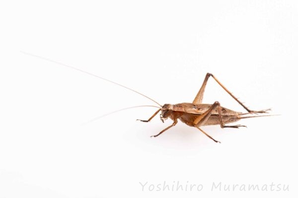 マツムシの食べ物や鳴く様子まで | 虫の写真と生態なら昆虫写真図鑑「ムシミル」