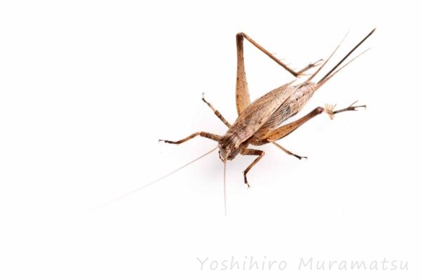 マツムシの食べ物や鳴く様子まで | 虫の写真と生態なら昆虫写真図鑑「ムシミル」