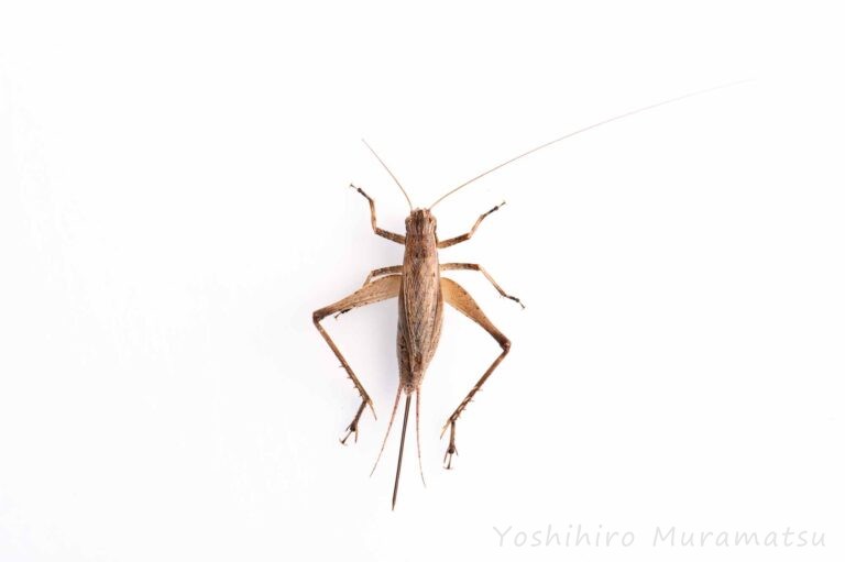 マツムシの食べ物や鳴く様子まで | 虫の写真と生態なら昆虫写真図鑑「ムシミル」