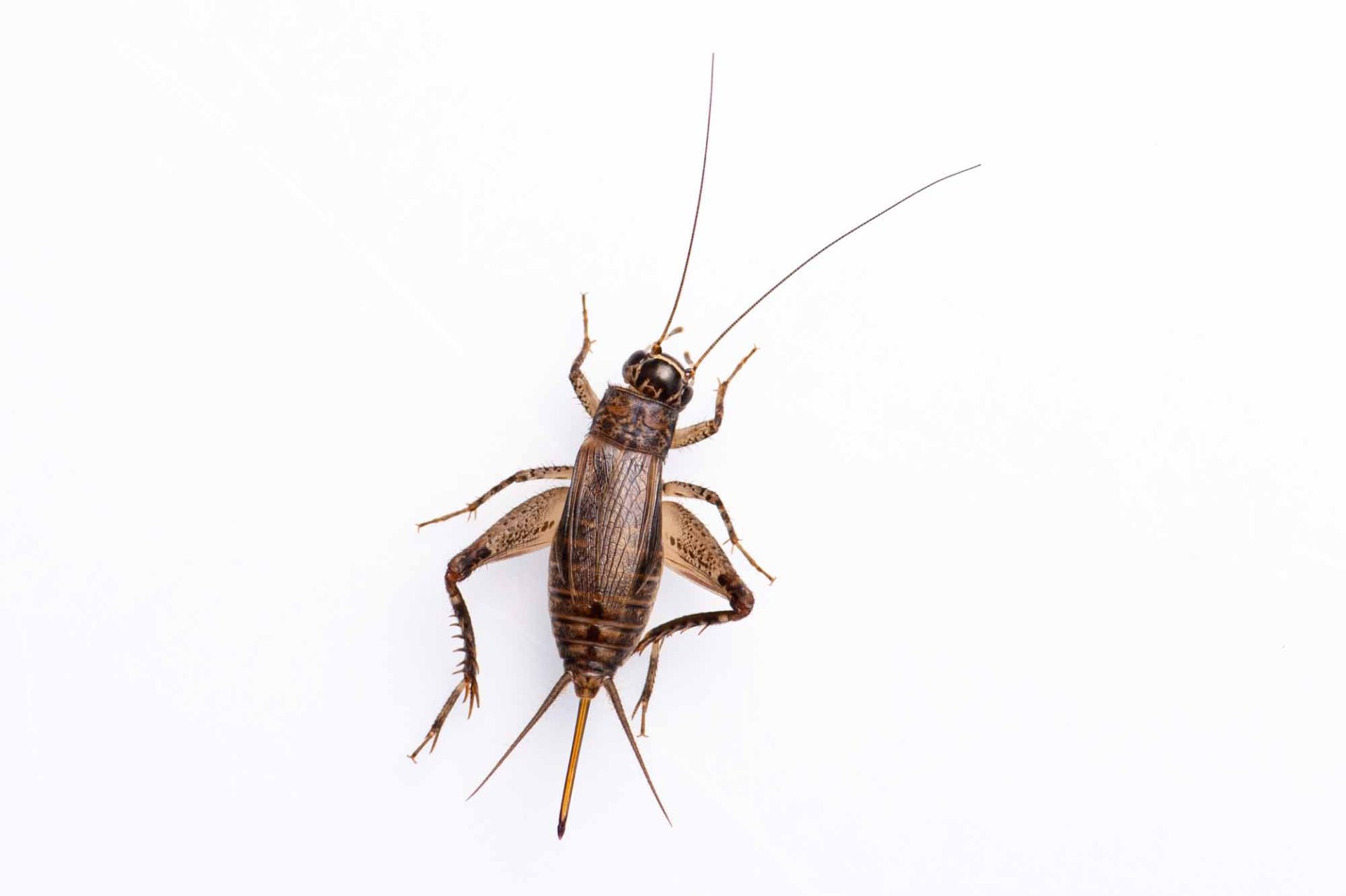 モリオカメコオロギの特徴や見分け方まで | 虫の写真と生態なら昆虫写真図鑑「ムシミル」