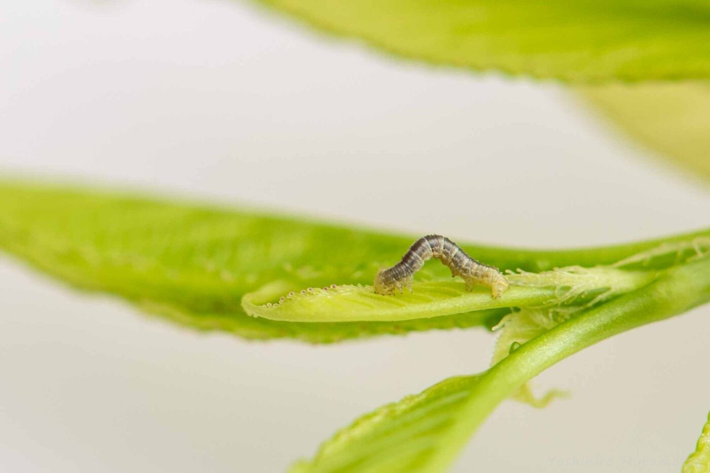 ウスバフユシャクの幼虫の写真