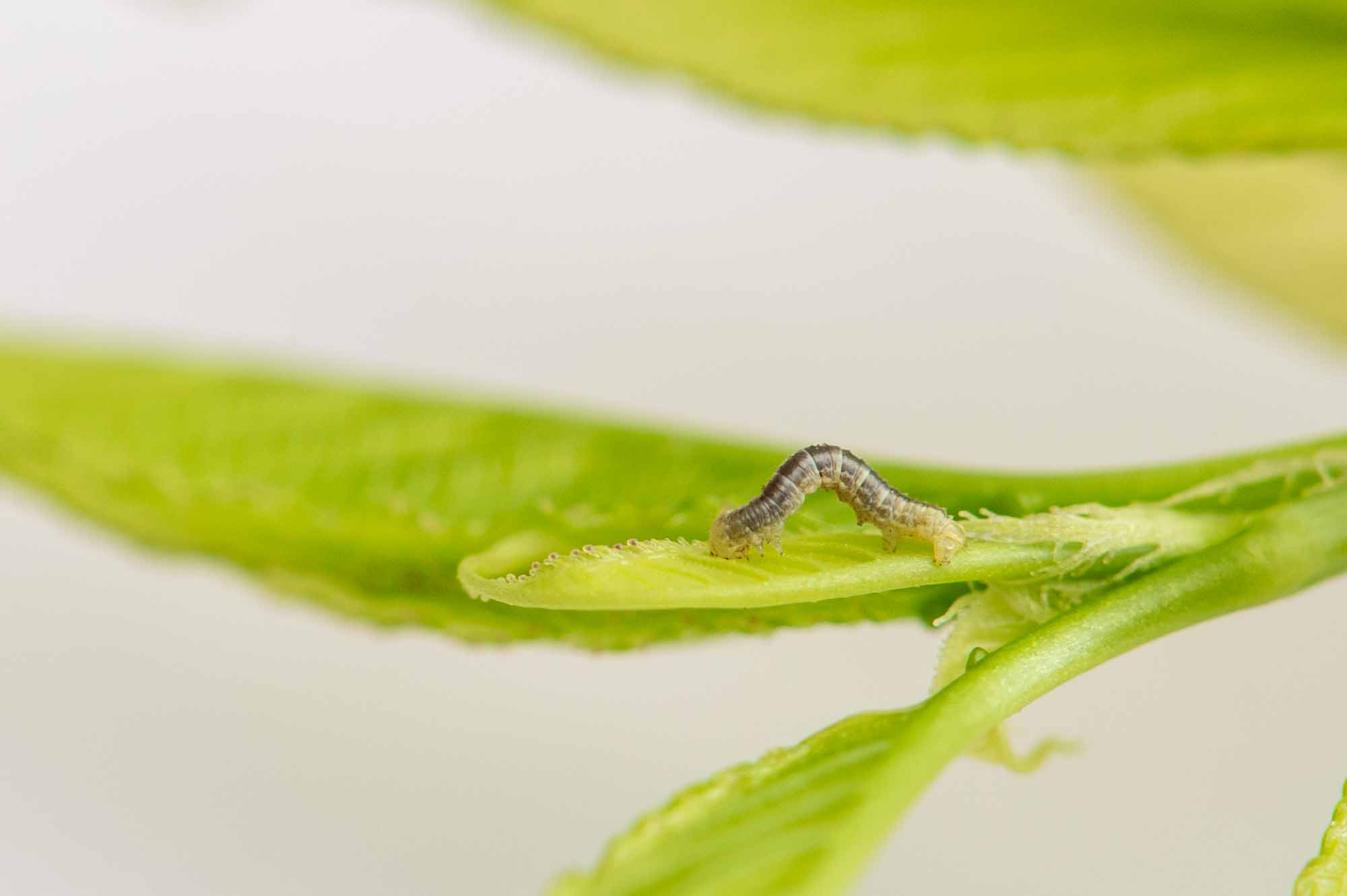 ウスバフユシャクの幼虫の写真