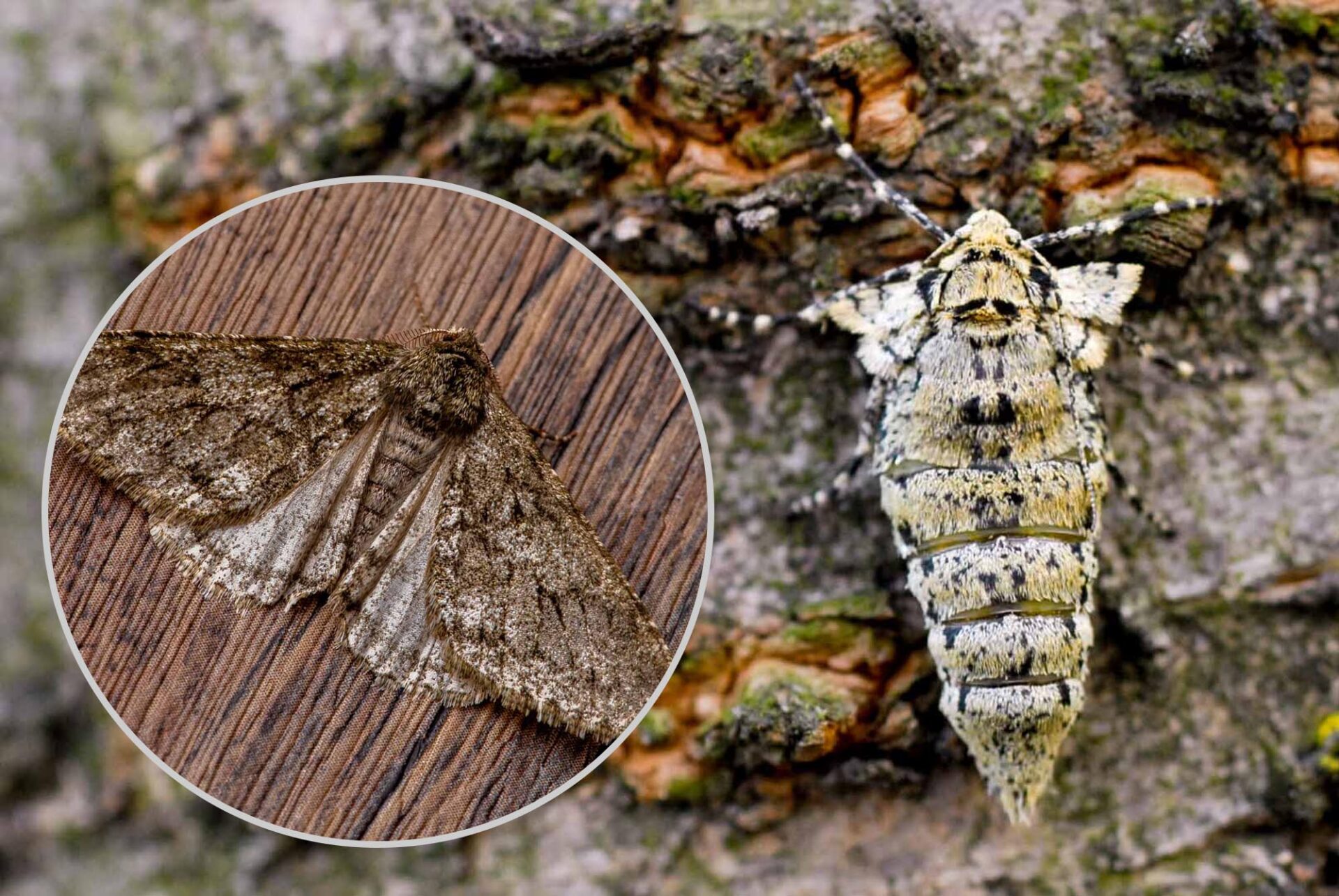 シモフリトゲエダシャクの画像