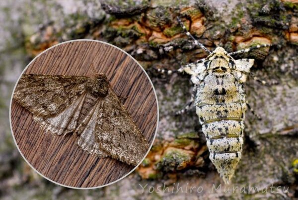 シモフリトゲエダシャクの画像