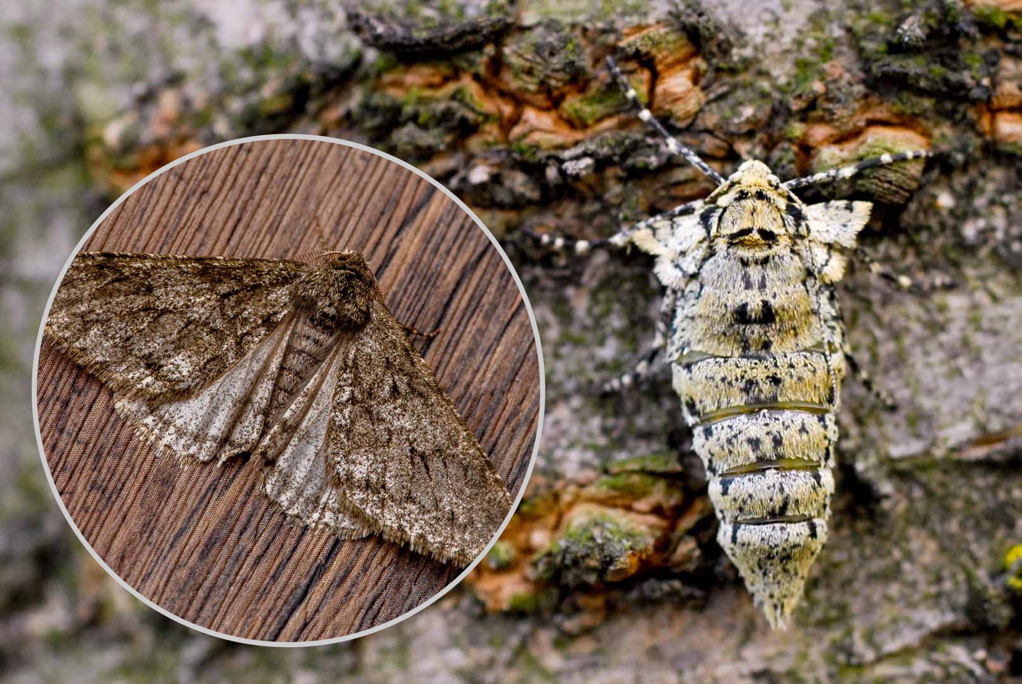 シモフリトゲエダシャクの画像