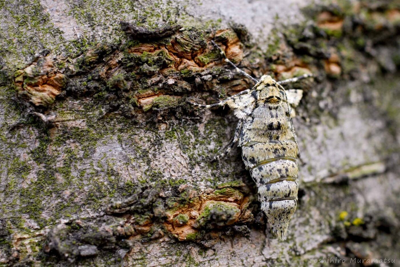 シモフリトゲエダシャクの画像
