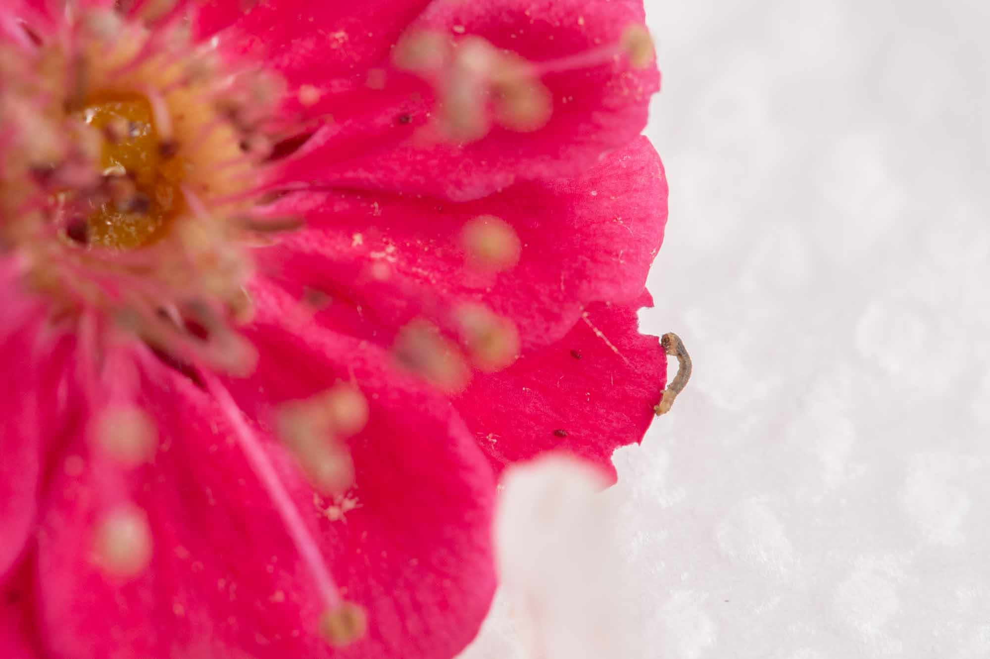 ウスバフユシャクの幼虫の写真