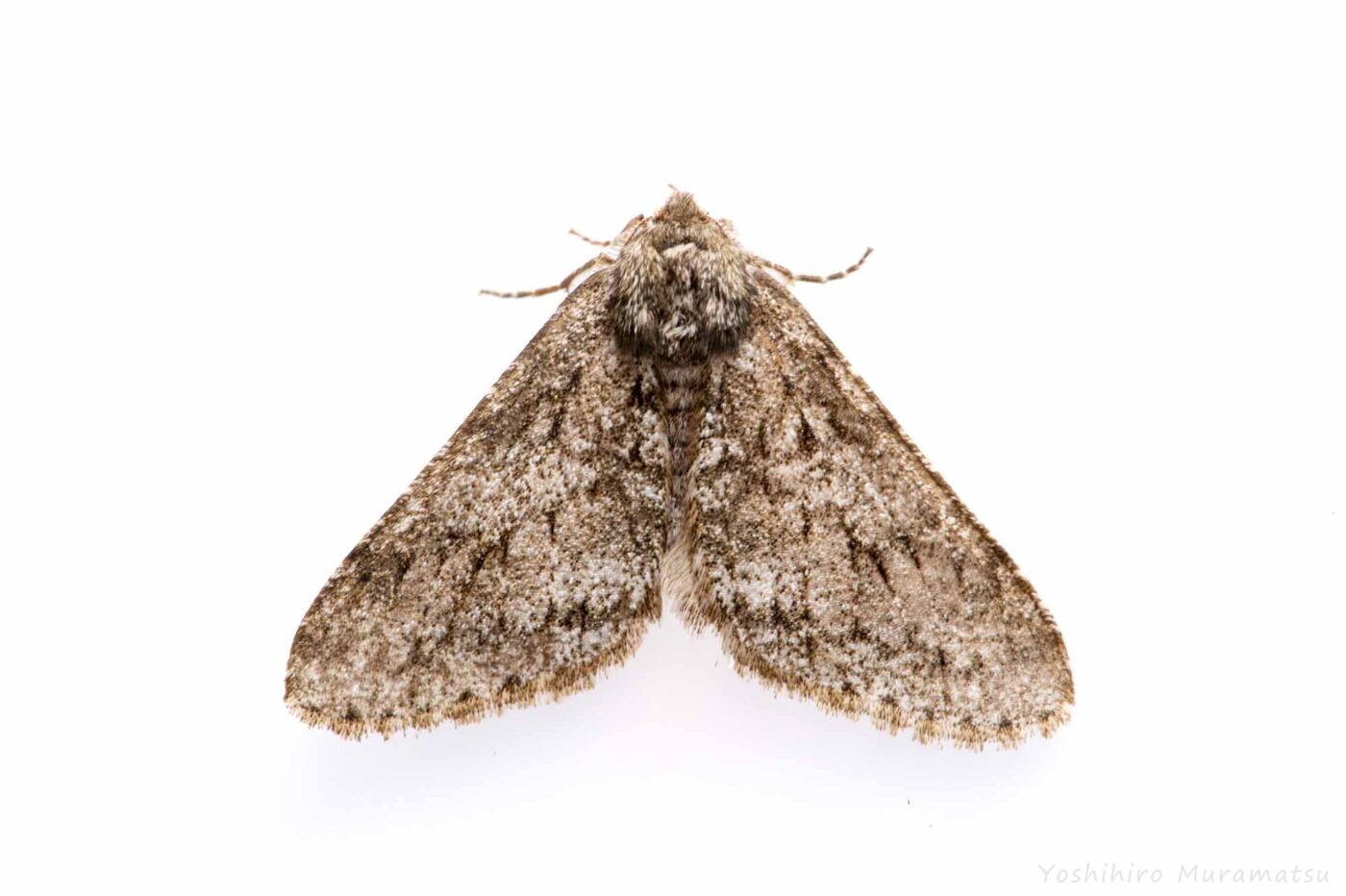 シモフリトゲエダシャクの写真