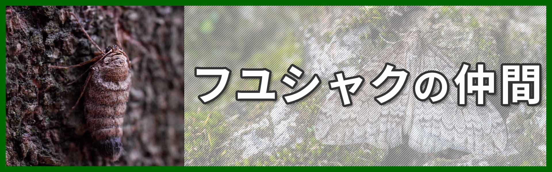 フユシャクの仲間バナー画像