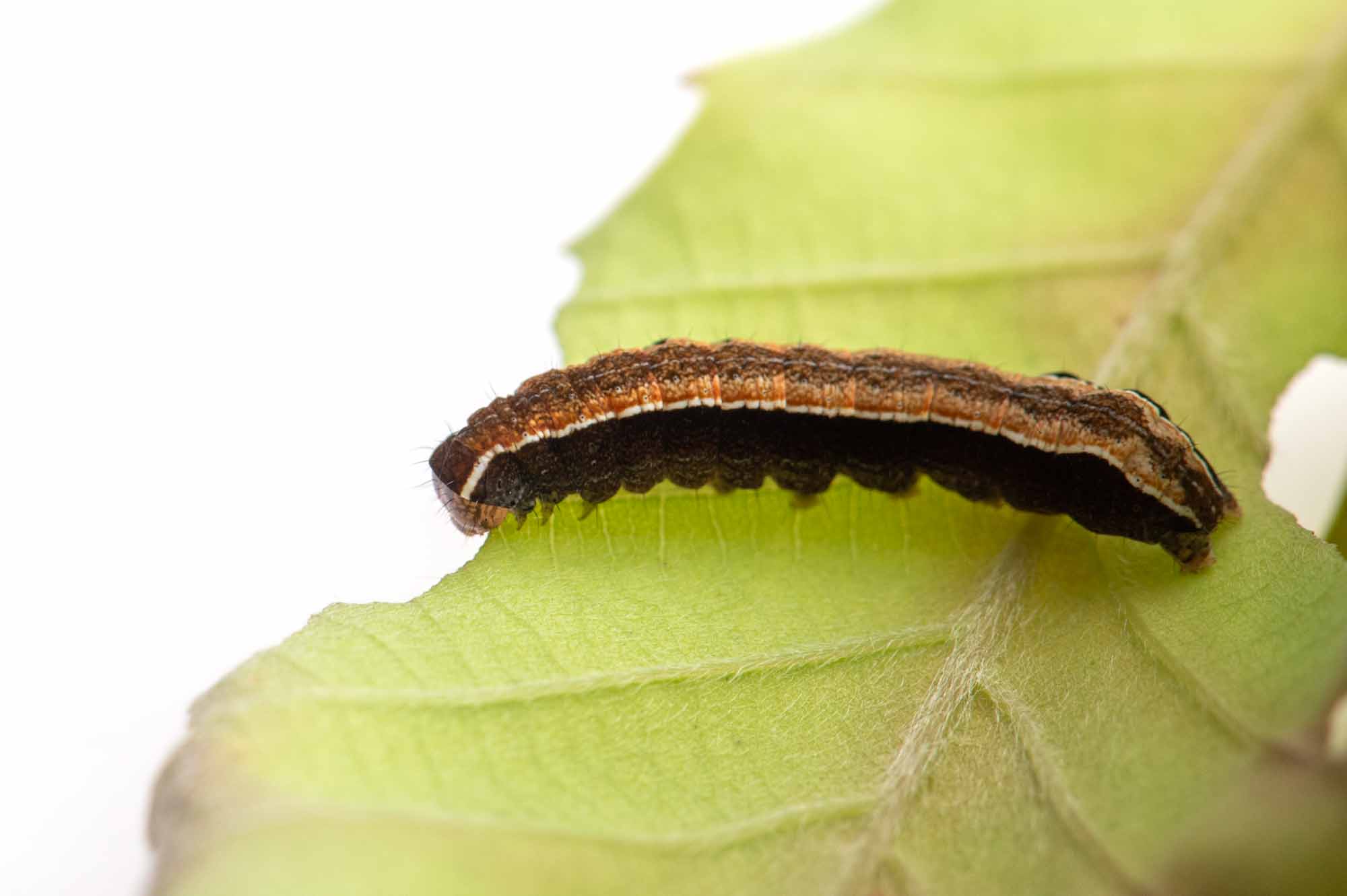 ナワキリガの幼虫の写真