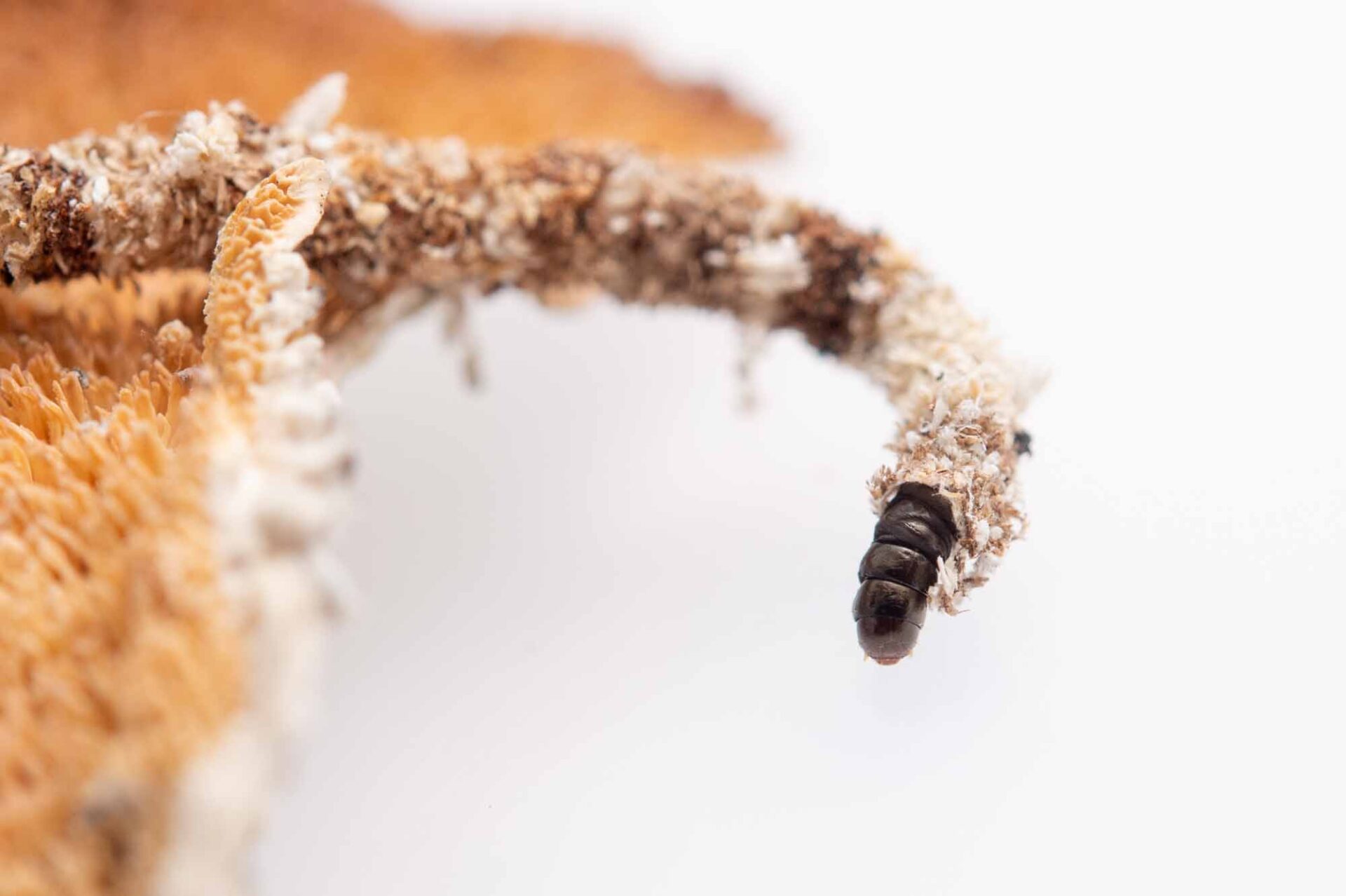 ミノガ科まとめ 蓑蛾図鑑 ミノムシ図鑑 | 昆虫写真図鑑 ムシミル